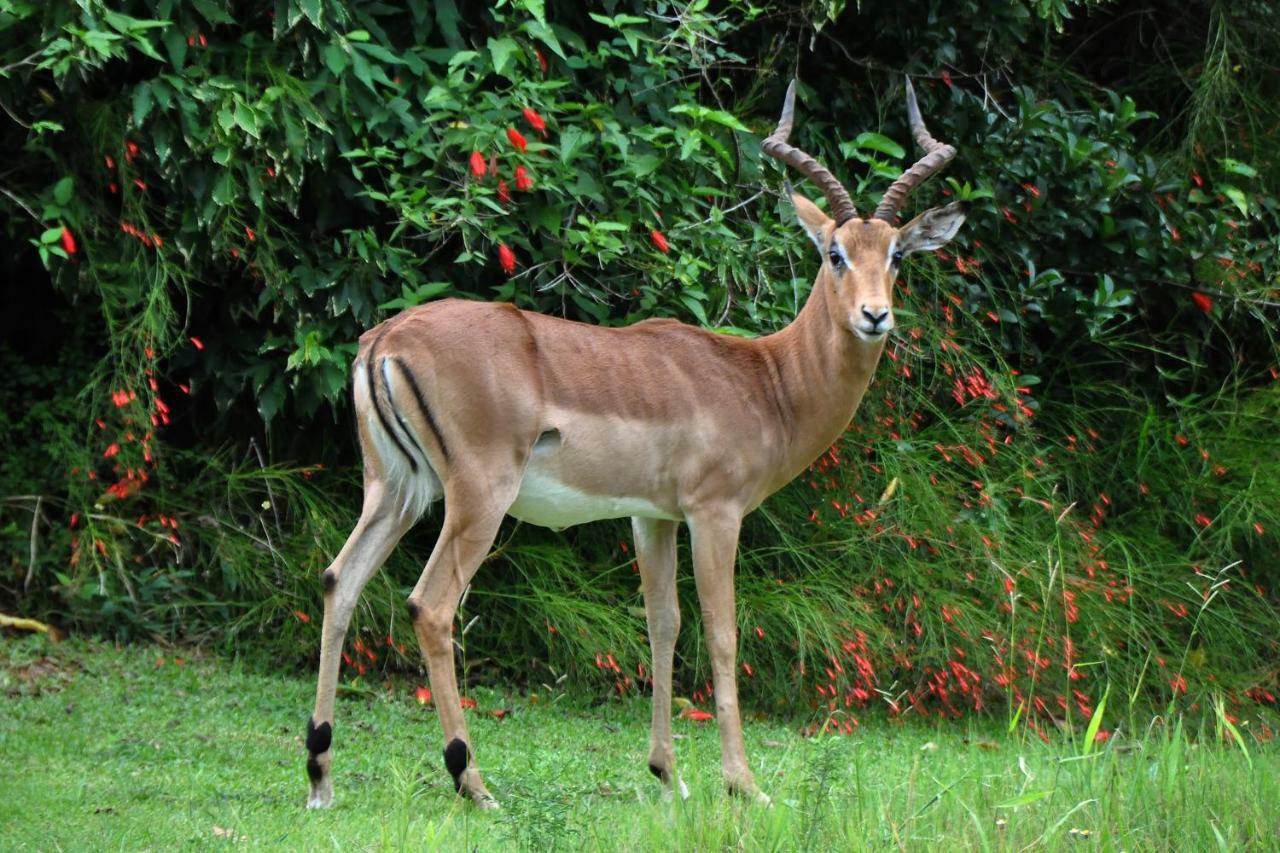 Kruger Park Lodge Unit No. 543 هازيفيو المظهر الخارجي الصورة